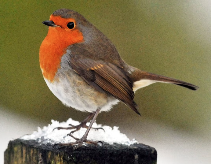 Robin 